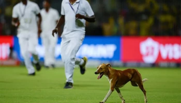 Pitch Invader 'dog' makes Gavaskar unhappy