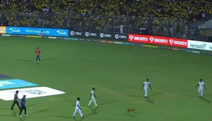 Match delayed as a stray dog enters the Chepauk Stadium, players reaction surprising